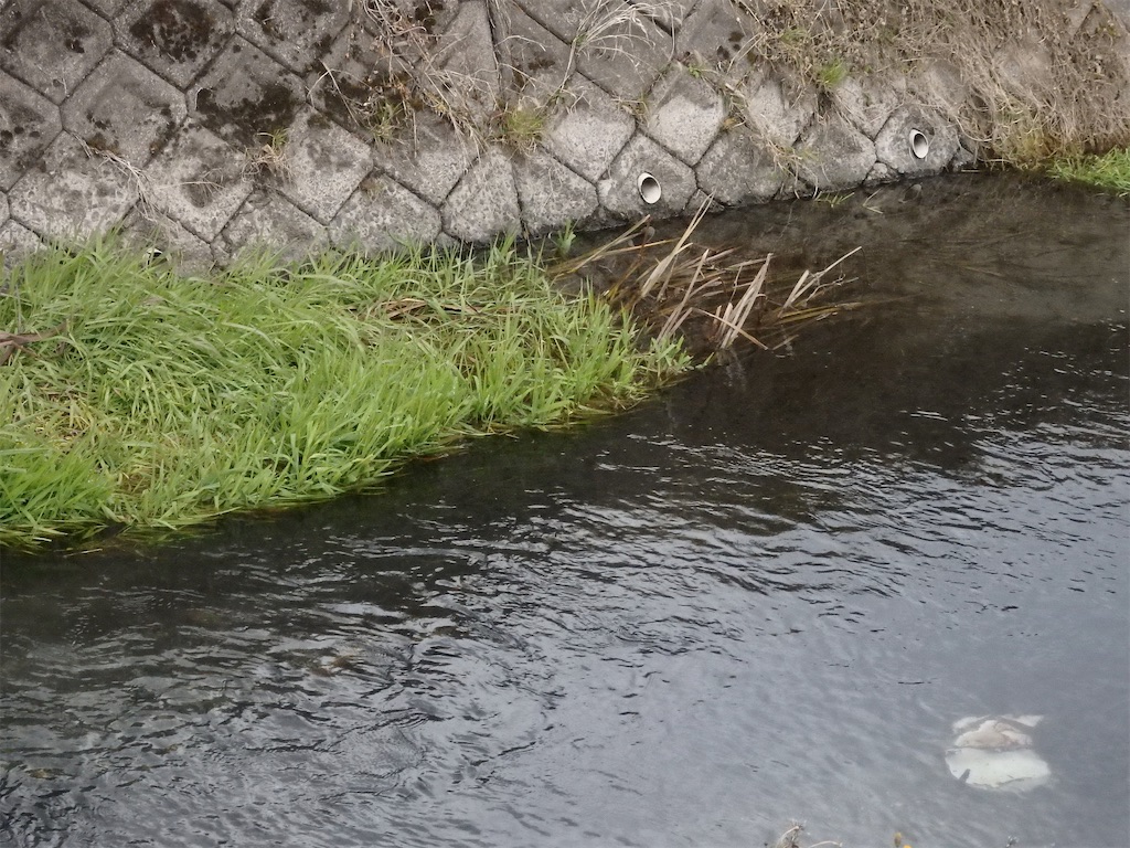 f:id:nenjin:20250109225157j:image