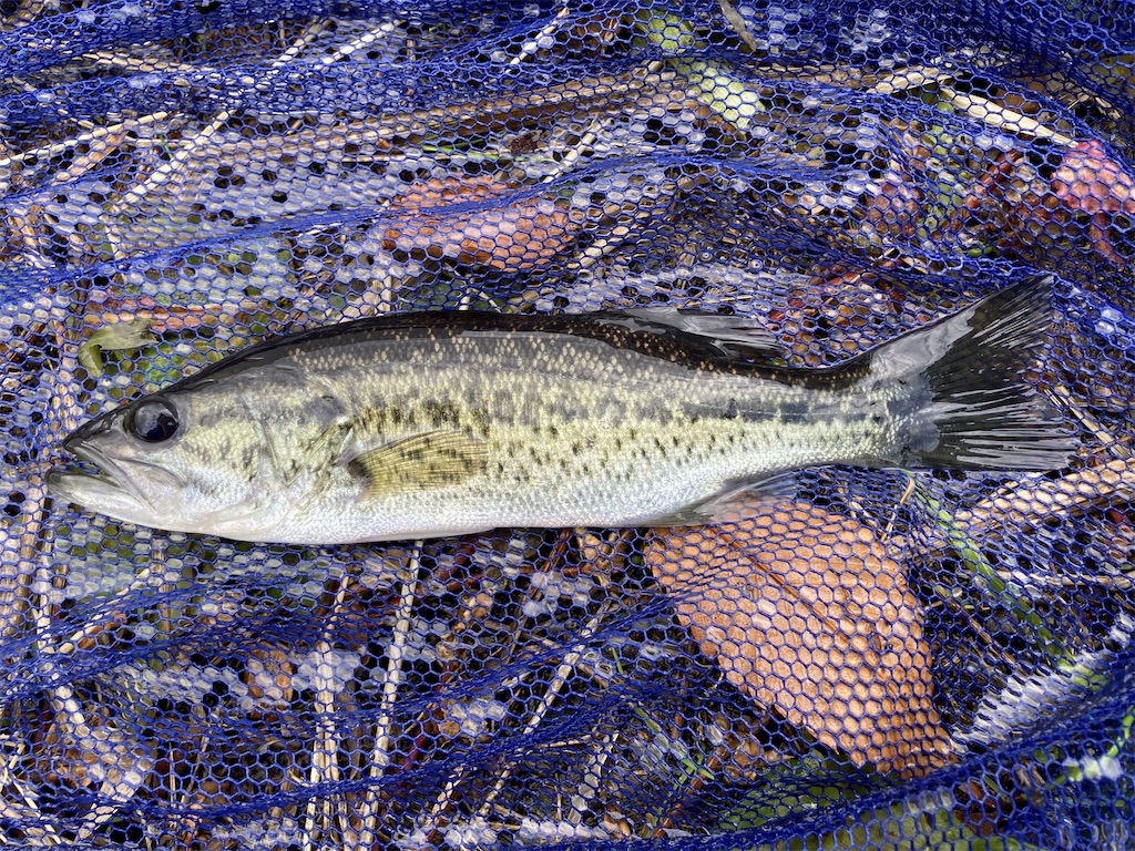 f:id:nenjin:20250109233947j:image