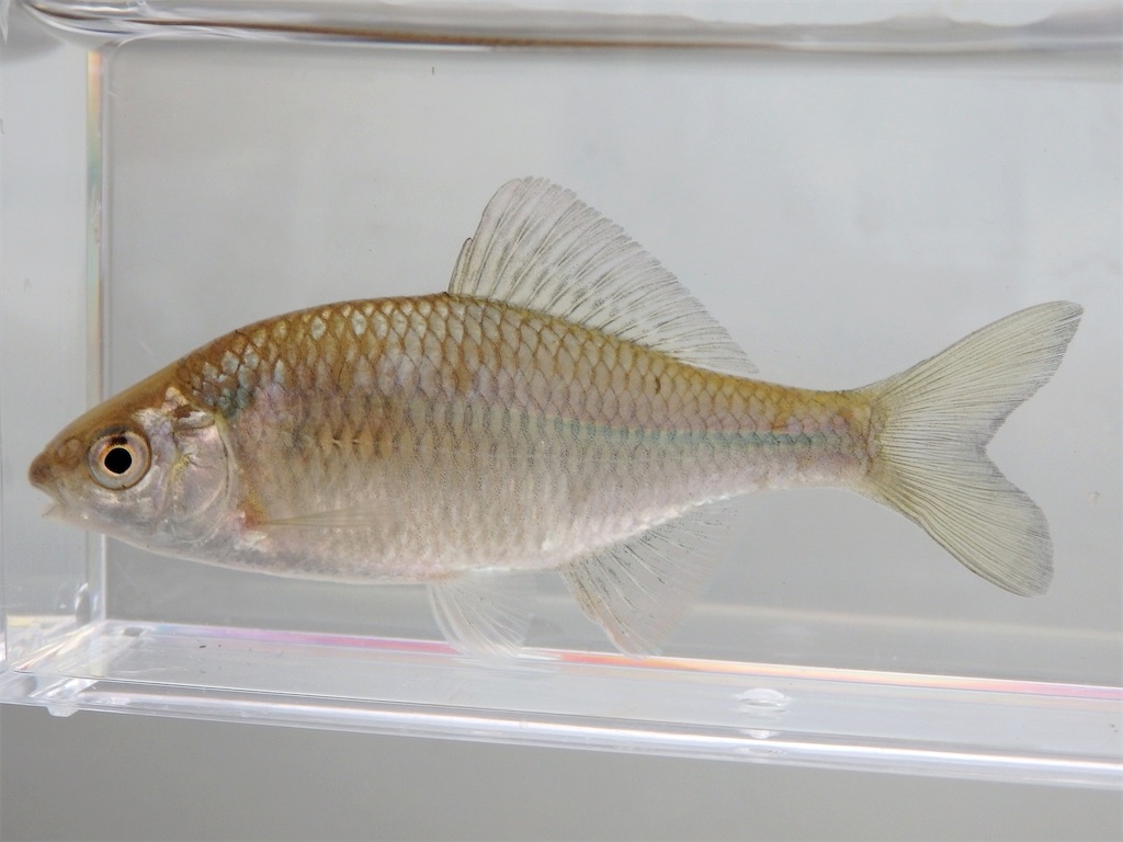 f:id:nenjin:20250109234355j:image