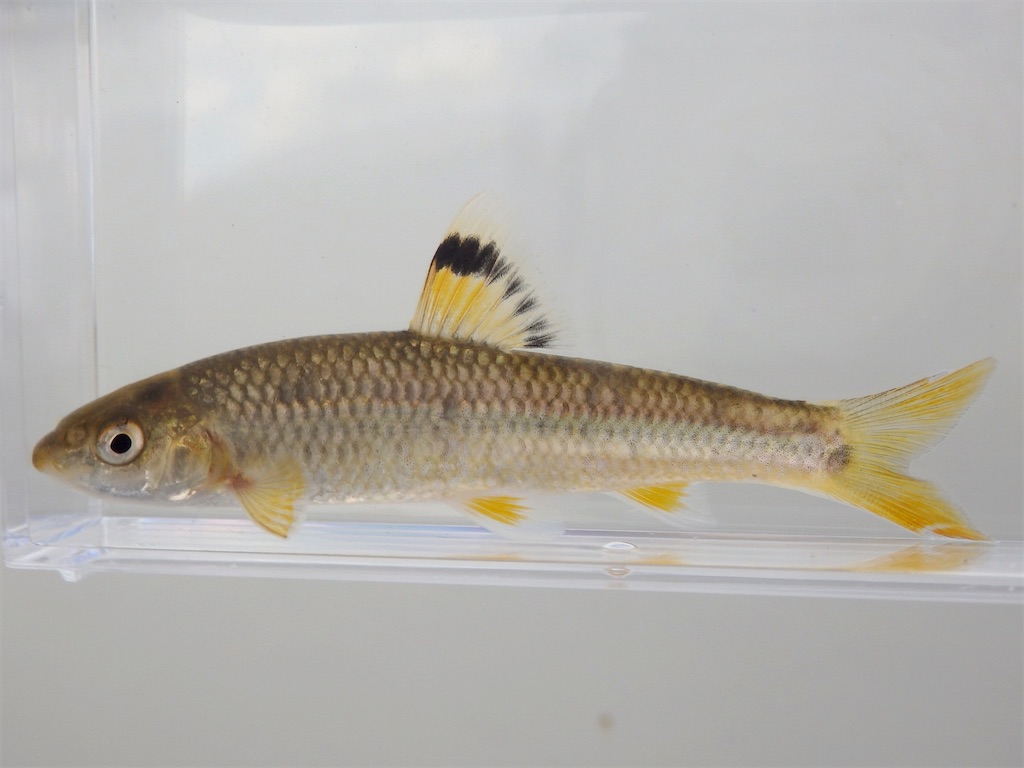 f:id:nenjin:20250109234752j:image