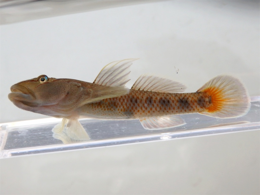 f:id:nenjin:20250109235932j:image