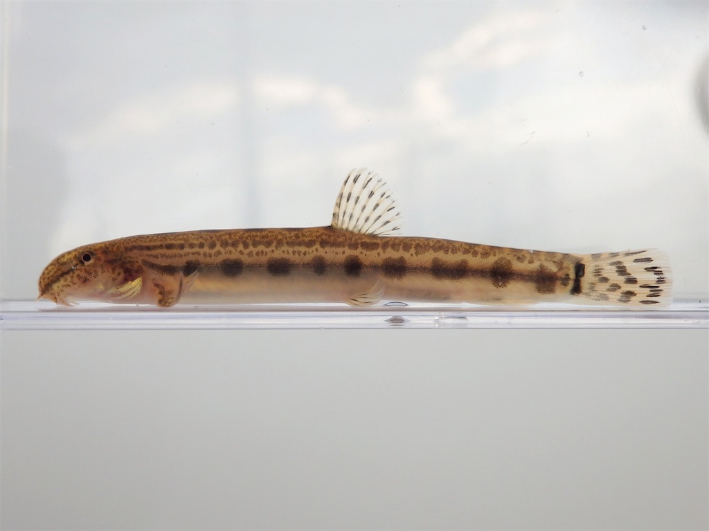 f:id:nenjin:20250110000644j:image