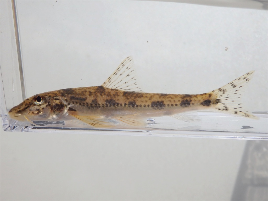 f:id:nenjin:20250110210932j:image