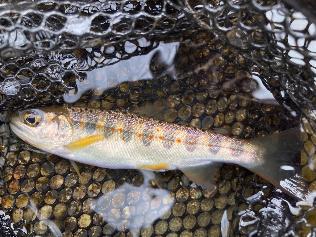 f:id:nenjin:20250217223933j:image