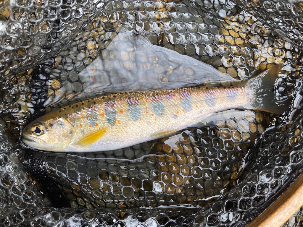 f:id:nenjin:20250217232003j:image