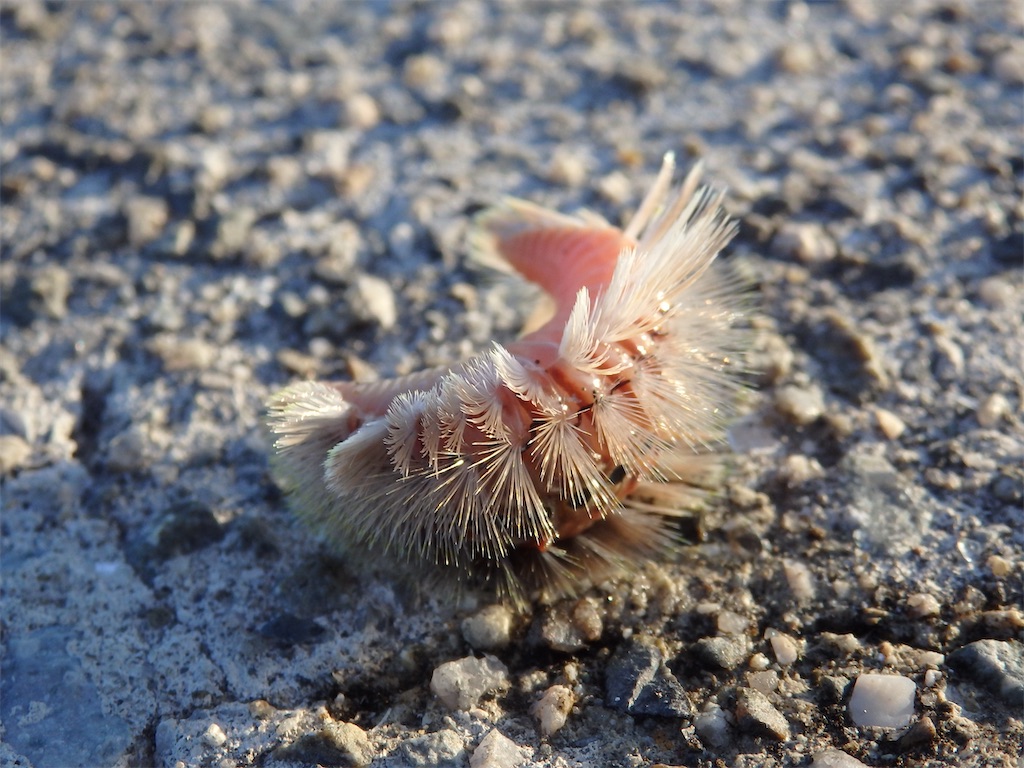 f:id:nenjin:20250227213451j:image