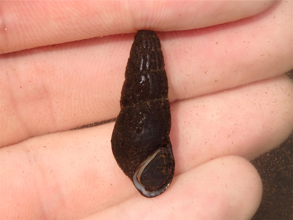 f:id:nenjin:20250428203107j:image