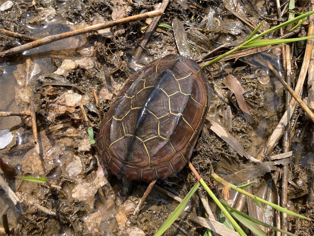 f:id:nenjin:20250428203227j:image