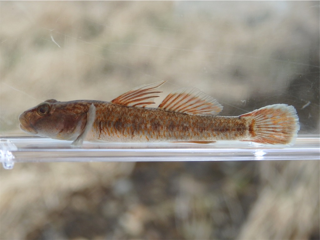 f:id:nenjin:20250428203809j:image