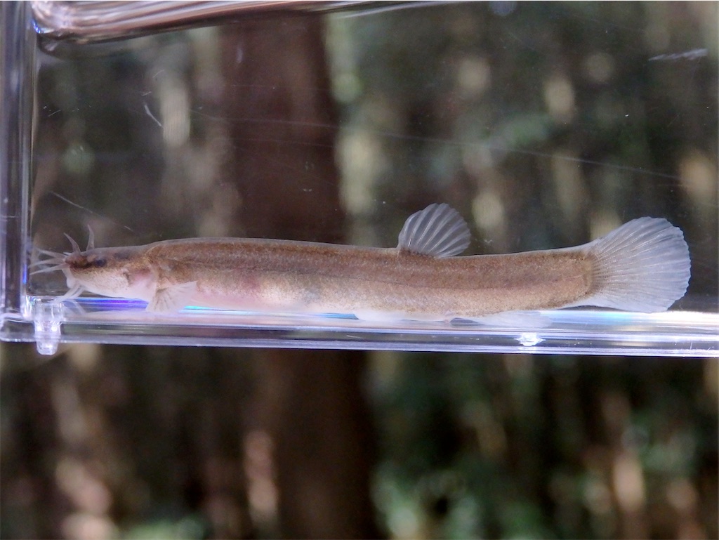 f:id:nenjin:20250429125406j:image