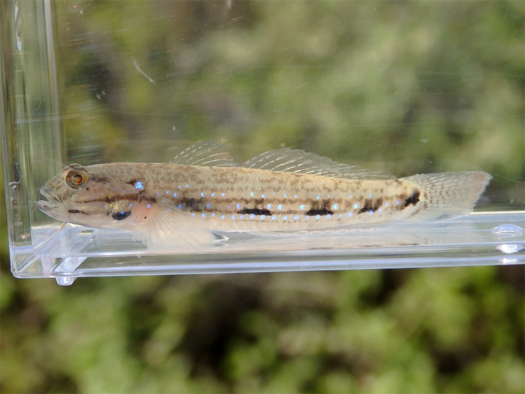 f:id:nenjin:20250501215037j:image