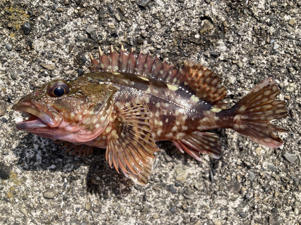 f:id:nenjin:20250504104209j:image