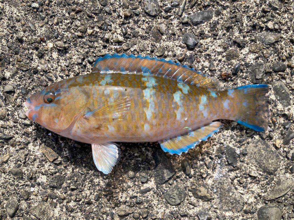 f:id:nenjin:20250504104217j:image