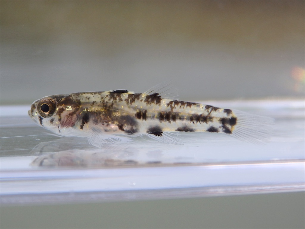 f:id:nenjin:20250507190317j:image