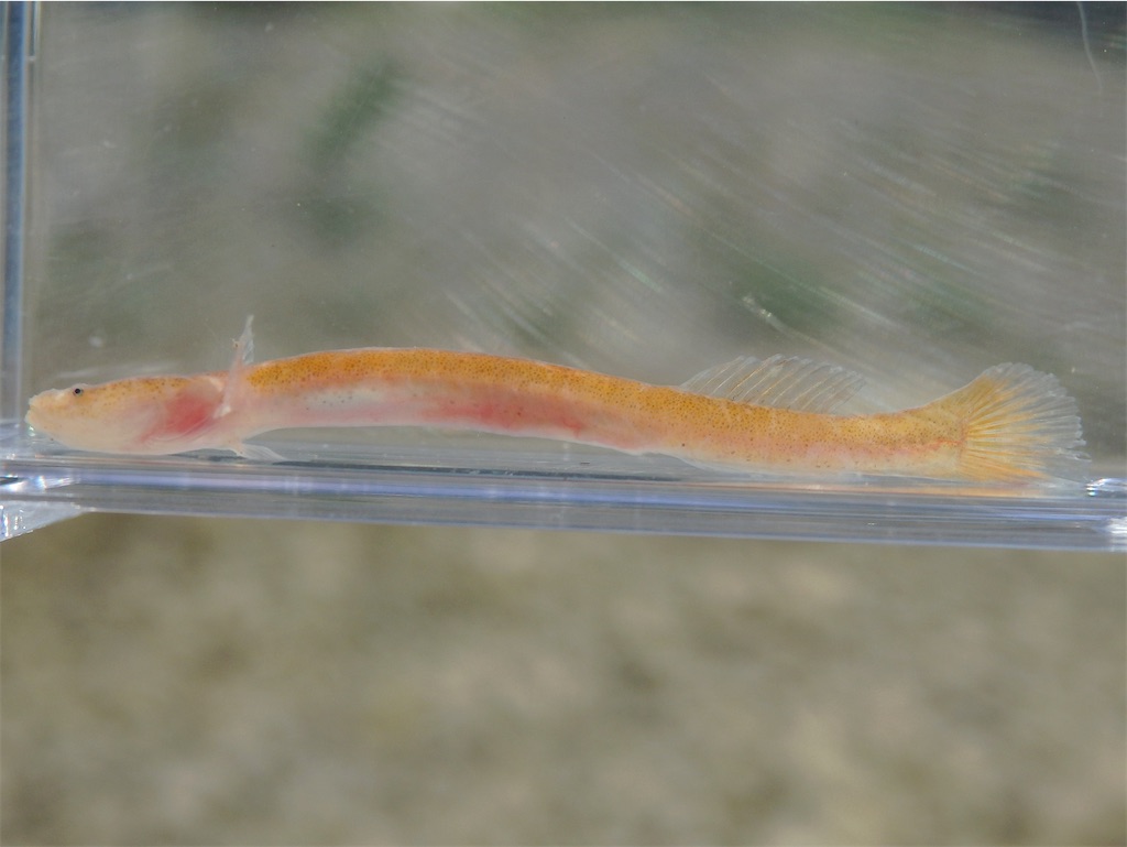 f:id:nenjin:20250507200707j:image