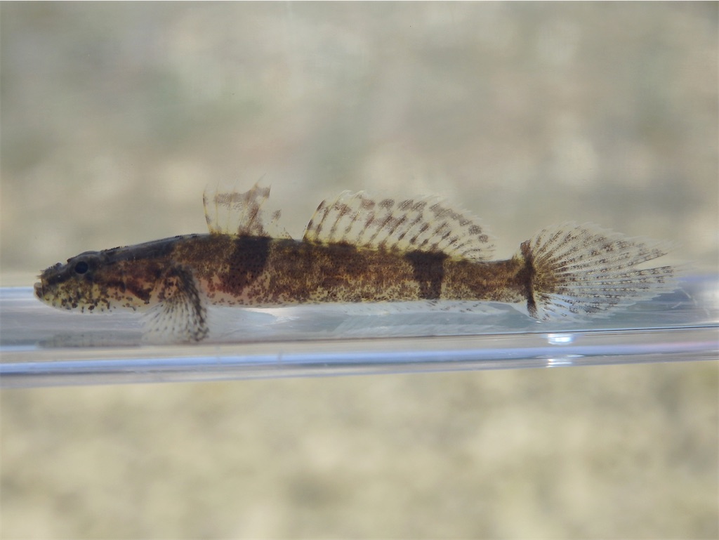 f:id:nenjin:20250507202423j:image