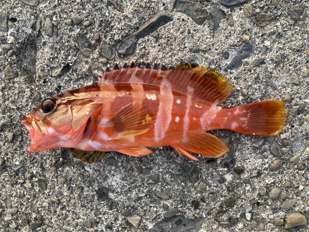 f:id:nenjin:20250507202805j:image