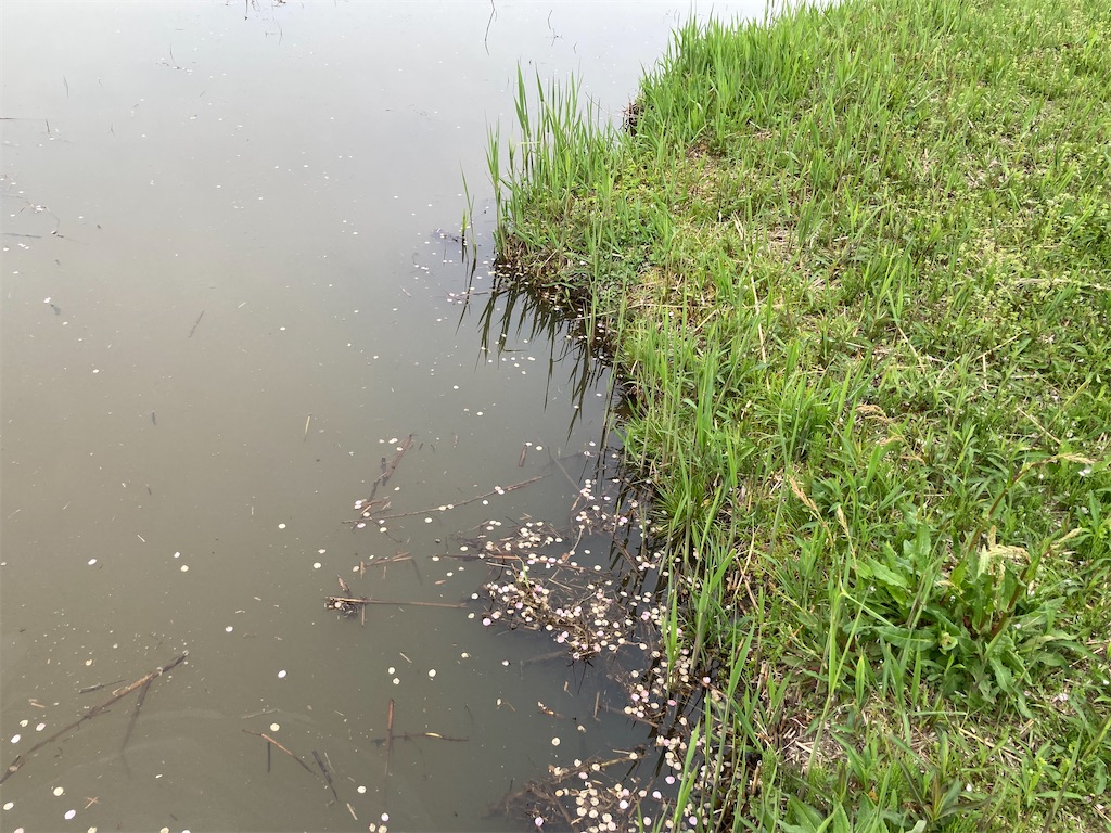 f:id:nenjin:20250509211834j:image