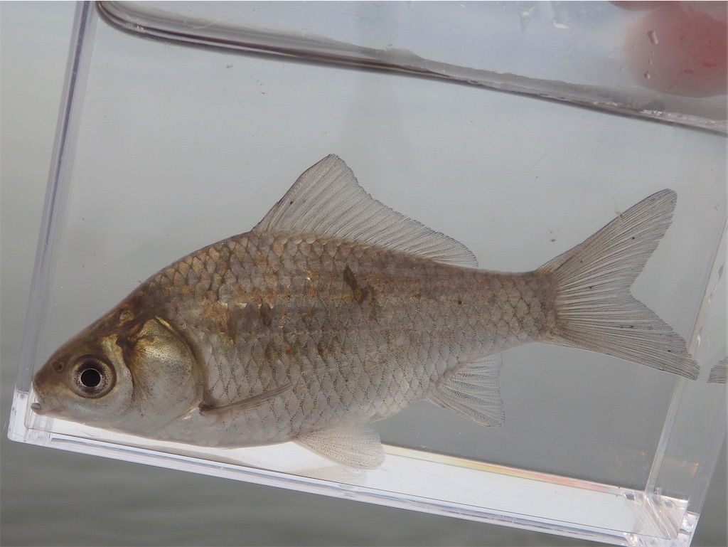 f:id:nenjin:20250510215511j:image