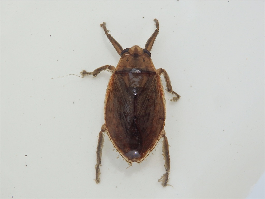 f:id:nenjin:20250510221619j:image