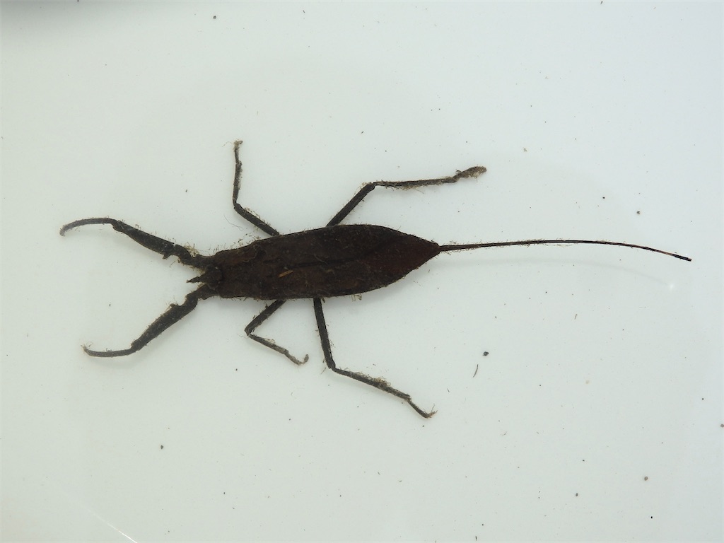 f:id:nenjin:20250510221622j:image