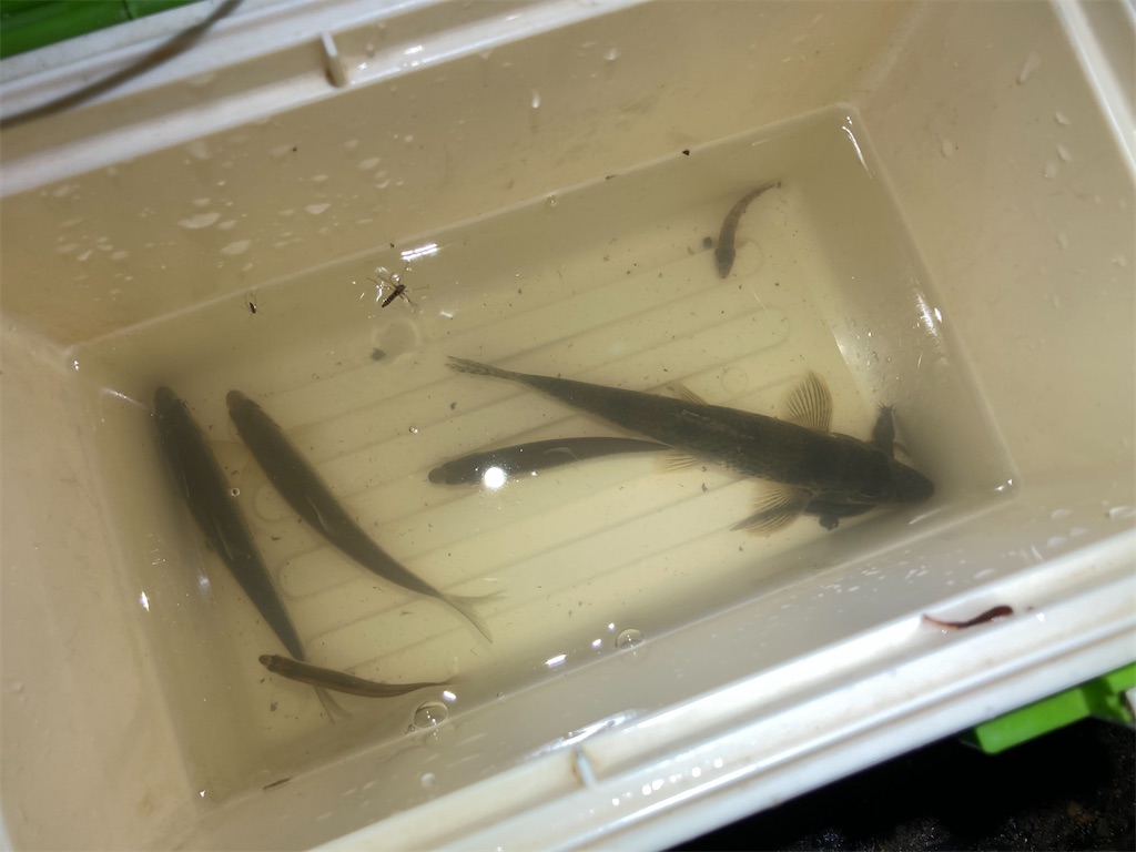 f:id:nenjin:20250522223928j:image