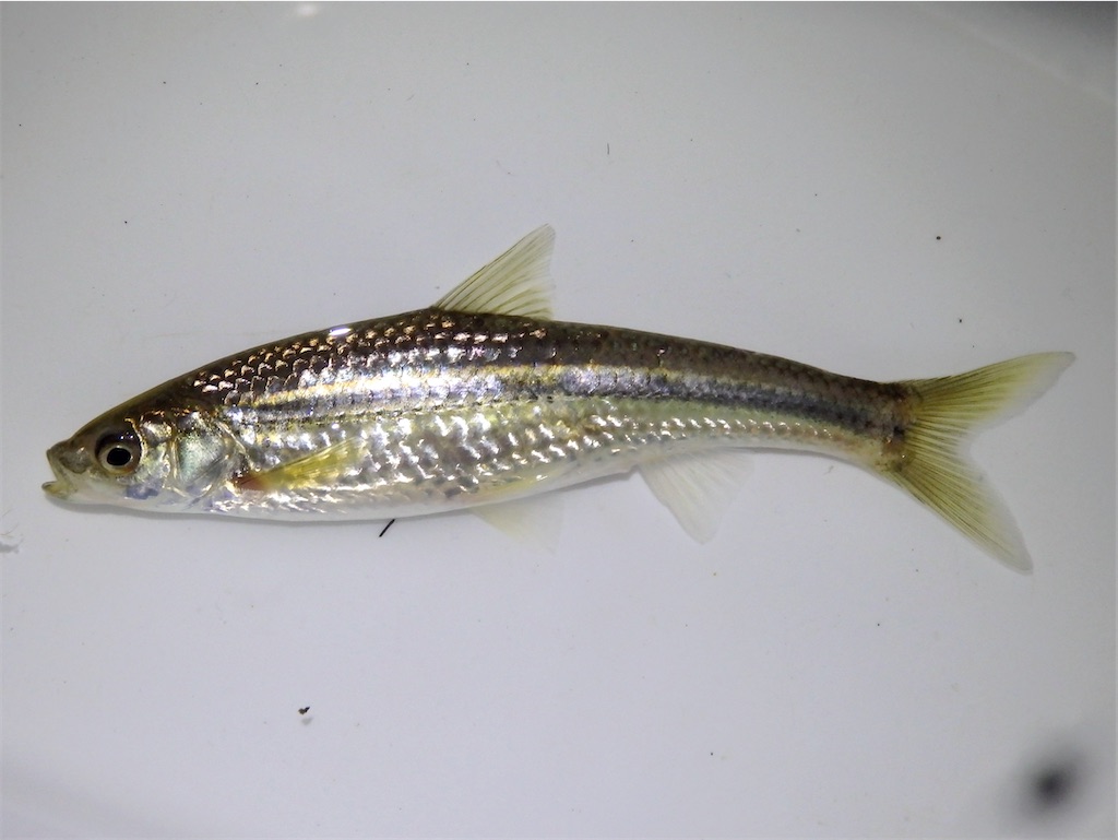 f:id:nenjin:20250522224945j:image