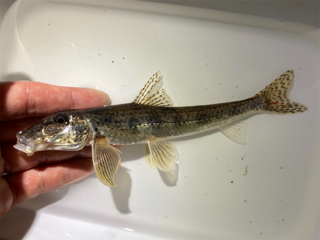 f:id:nenjin:20250522225048j:image