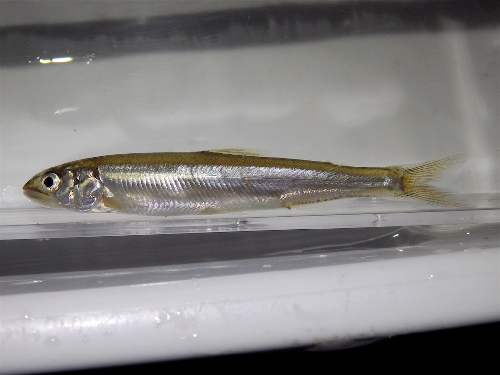 f:id:nenjin:20250522225738j:image