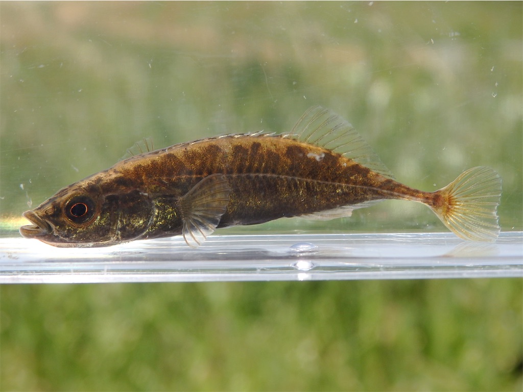 f:id:nenjin:20250601121326j:image