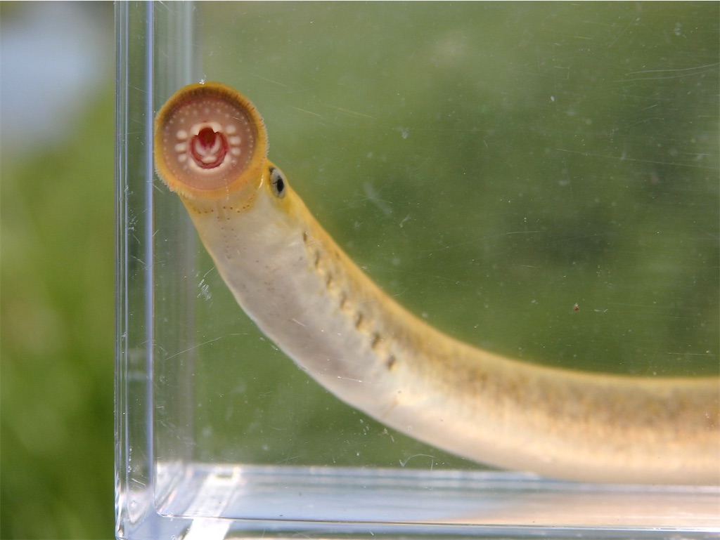 f:id:nenjin:20250601130525j:image