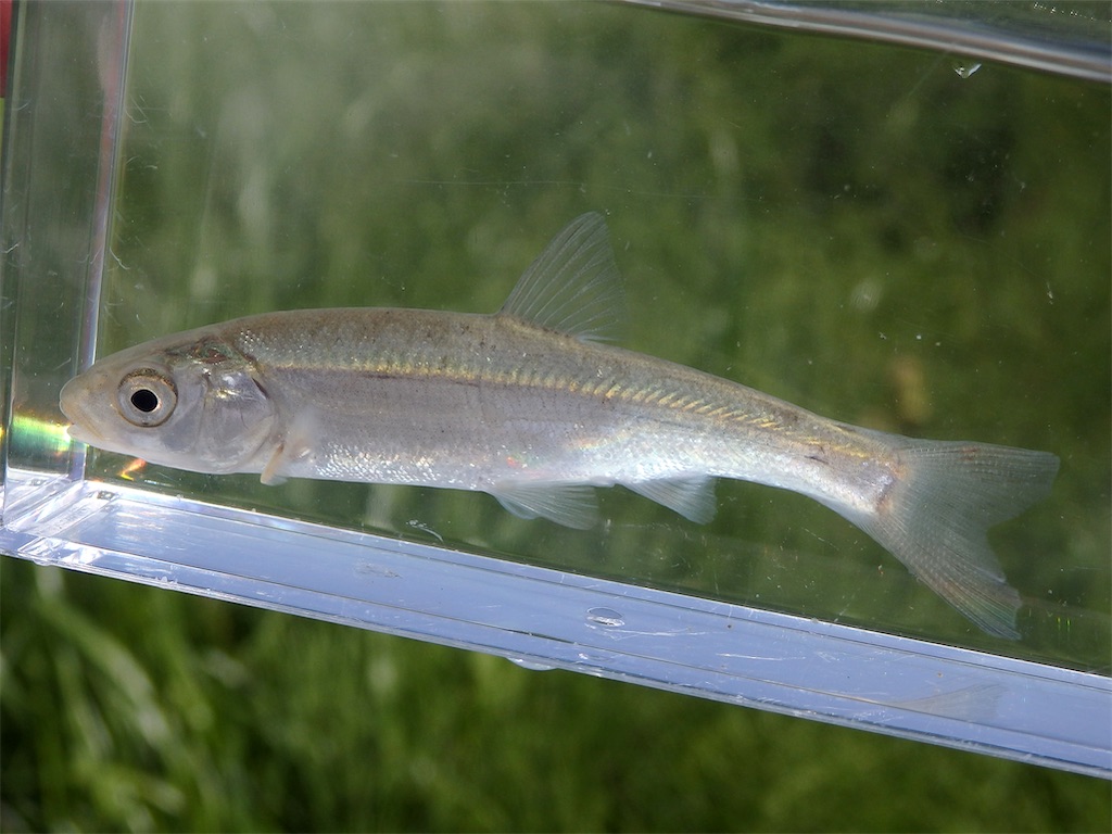 f:id:nenjin:20250601130629j:image