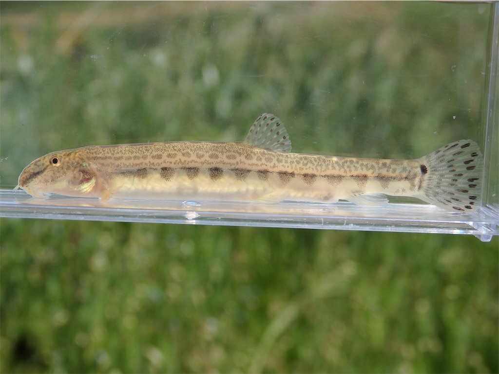 f:id:nenjin:20250601131317j:image