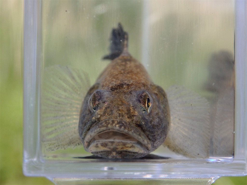 f:id:nenjin:20250601132131j:image