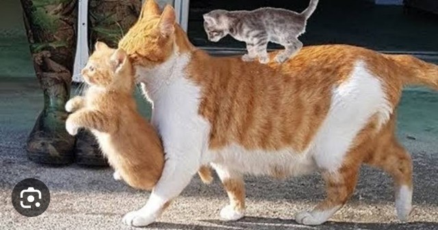 f:id:neoworld777:20230516002016j:image