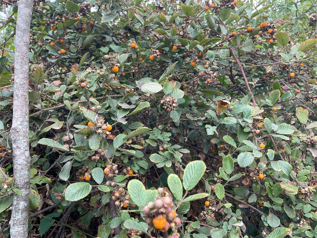 f:id:nepalryugaku:20250604140505j:image f:id:nepalryugaku:20250604140505j:image