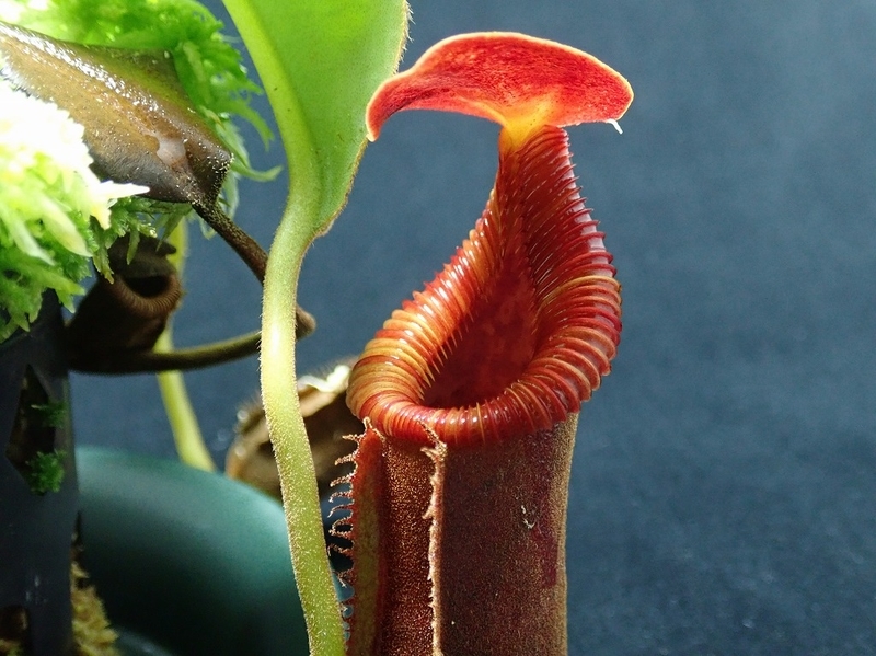 食虫植物N. lowii G. trusmadi AW (ネペンテスローウィ)の通販はau PAY