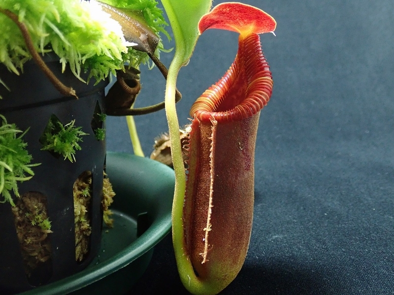 N.xtrusmadiensis EP - nepenthes121の日記