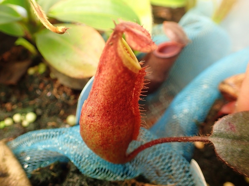 ペルタタ Nepenthes121の日記