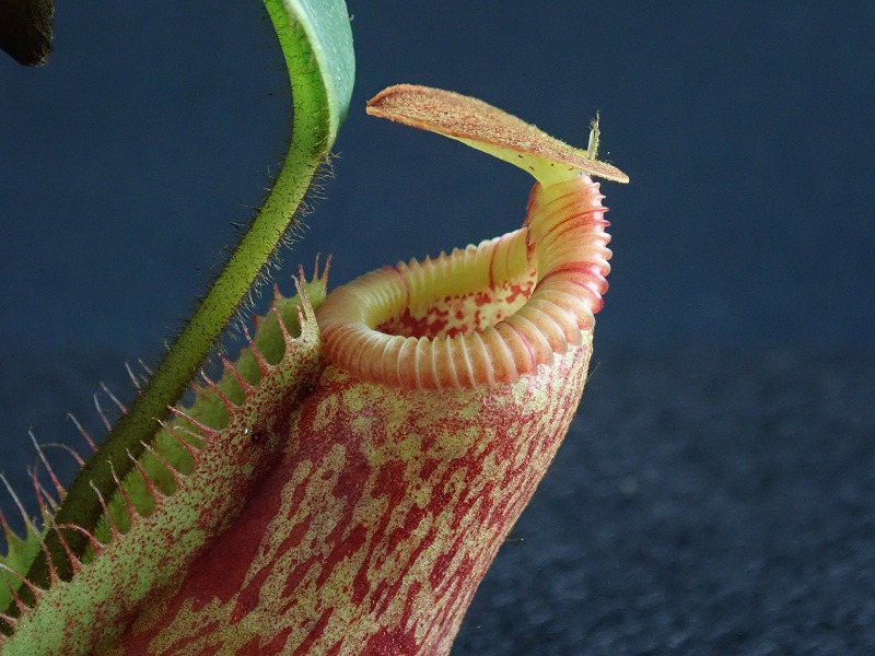 食虫植物N. villosa (ネペンテス ビロサ) 食虫植物N. villosa (ネペンテス ビロサ)