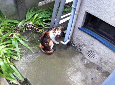 f:id:neri_ant20:20120611133350j:image f:id:neri_ant20:20120611133350j:image