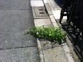 f:id:neri_ant20:20120730133743j:image:medium f:id:neri_ant20:20120730133743j:image:medium