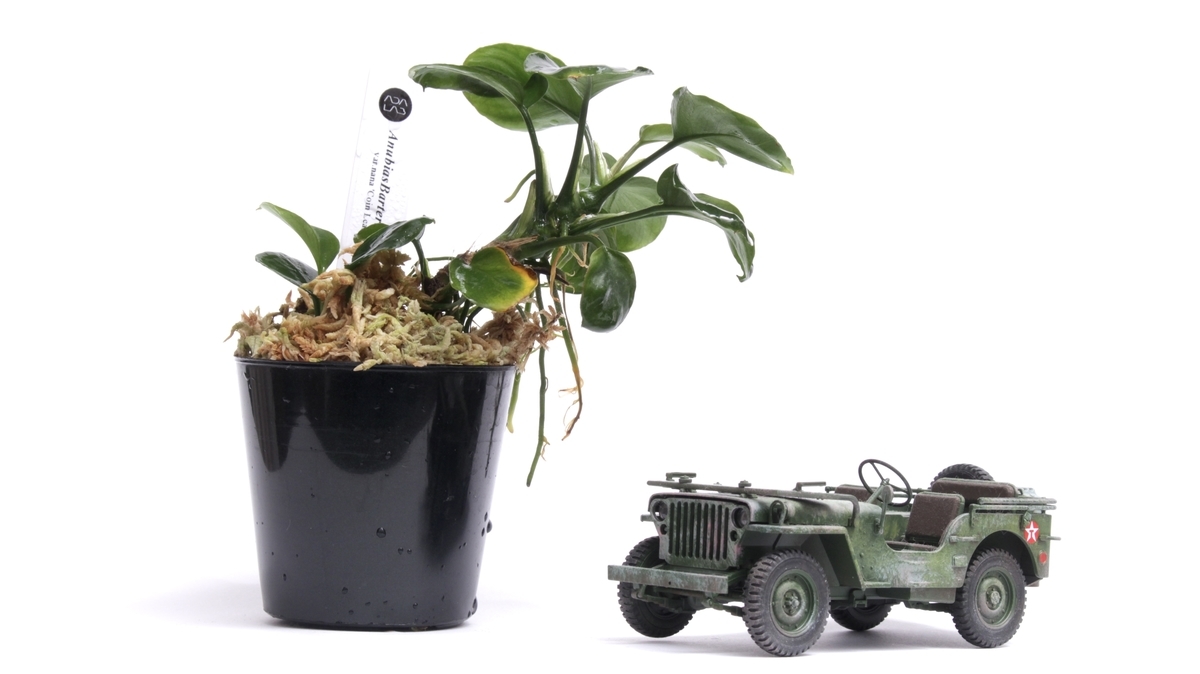 緑も樹脂もあまり変わらないのかもしれない。ADA LABで買ったパルダリウムを植え替えた - Re:11colors