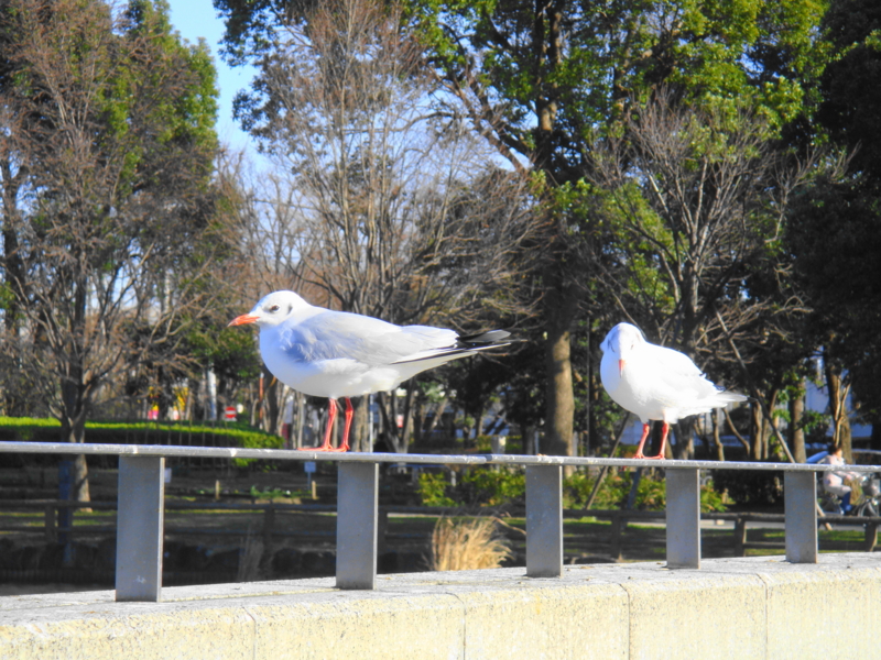 f:id:neru:20090103141309j:image:w320:right