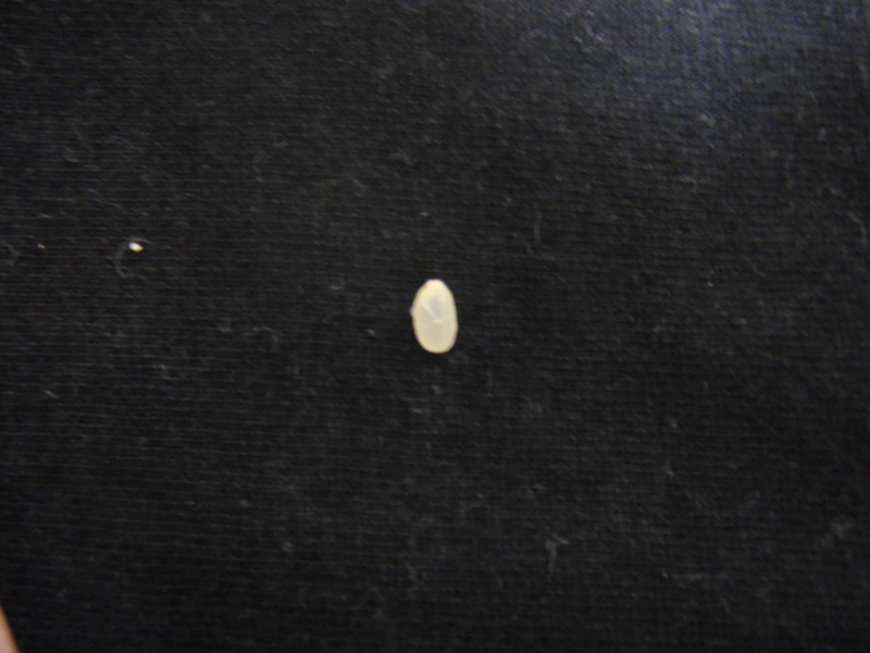 f:id:neru:20090105173449j:image:w320:left