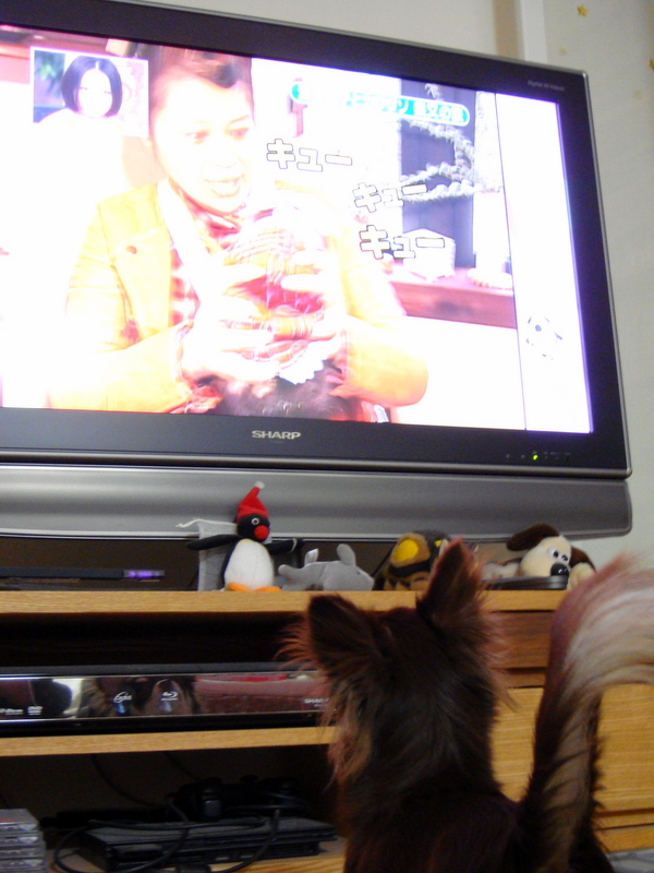 f:id:neru:20091205193839j:image:h320:right