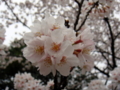 20100404122521