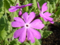 20100410145154