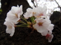 20110409132750