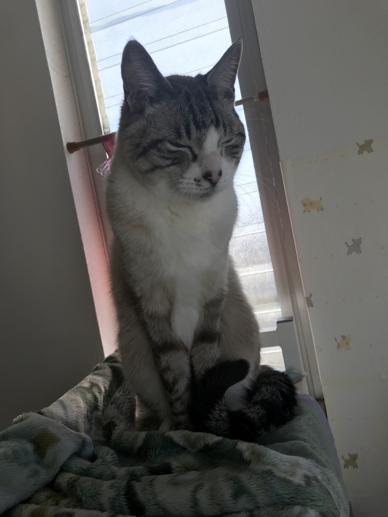 猫転がーると逃走ぼーいの猫ブログ